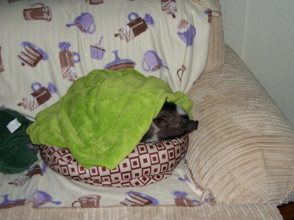 時髦的新的開掘