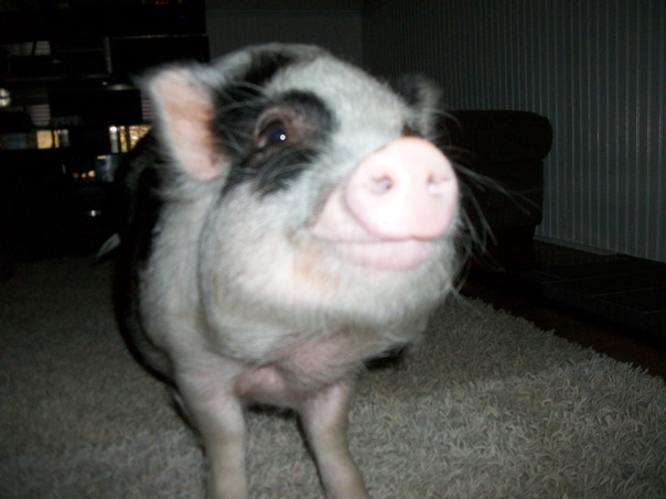 你有食物的權利